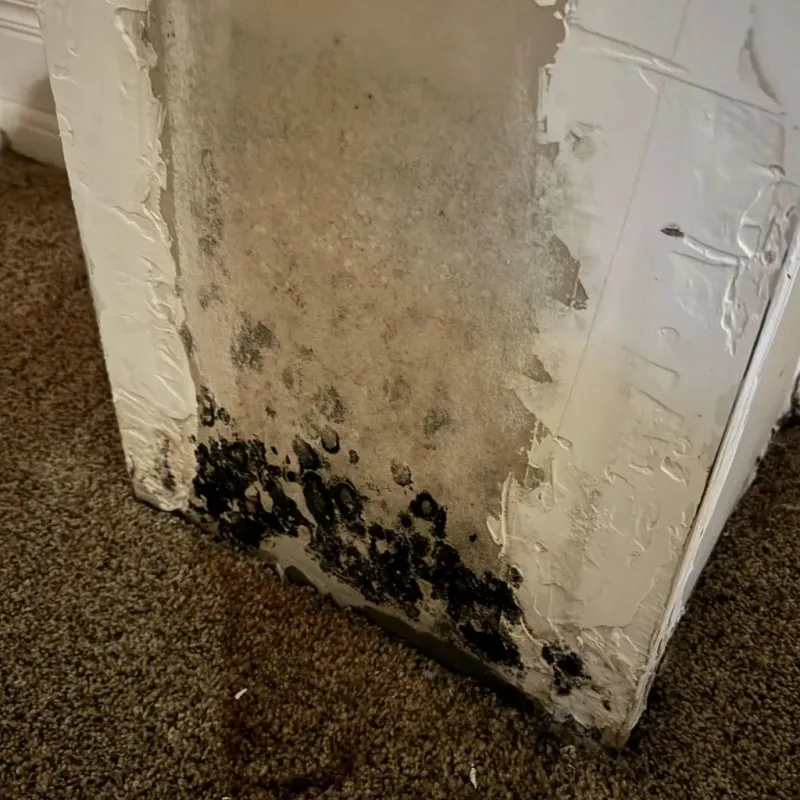 Professional Mold Removal in Mason, TX